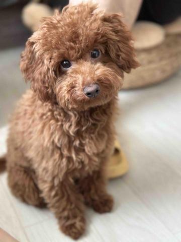 台中海線寵物保姆、寄宿 - 寄宿泡泡