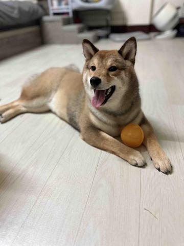 台中海線寵物保姆、寄宿 - 日托旺財