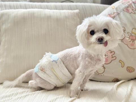 台中海線地區寵物保姆寄宿日托 - 日托西瓜