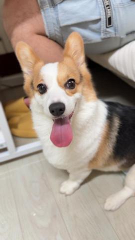 台中海線地區寵物保姆寄宿日托 - 日托妹妹