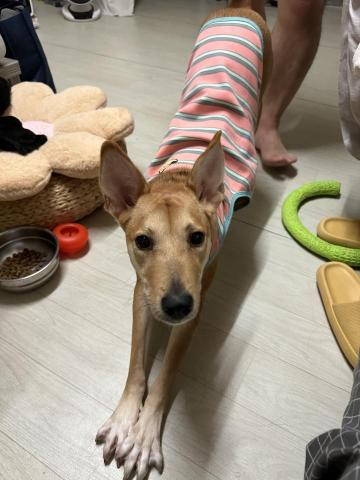 台中海線地區寵物保姆寄宿日托 - 寄宿BuBu