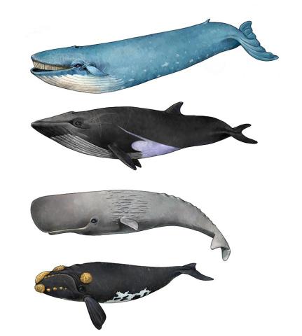 曾煥勤 - 電腦繪圖