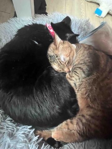 王奕惀 - 我家兩隻貓