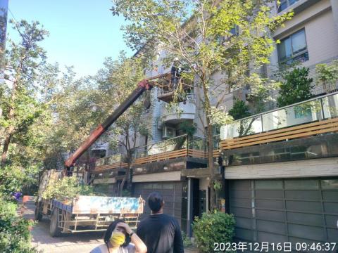 喜悅園藝企業行 - 鋸修樹作業