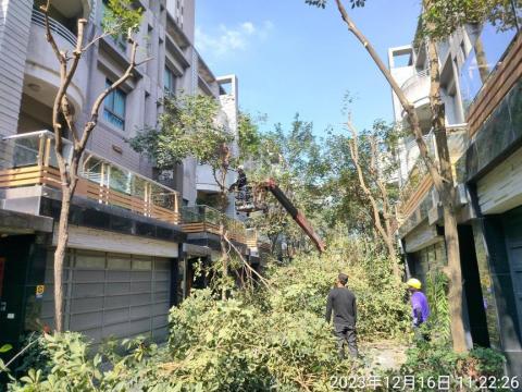 喜悅園藝企業行 - 修樹作業