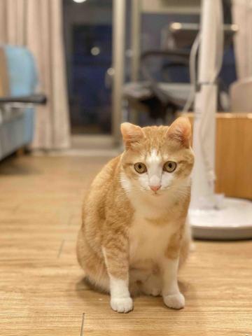 mewoo - 桃園｜到府保母