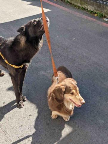 mewoo -  新莊、樹林｜寵物安親寄宿