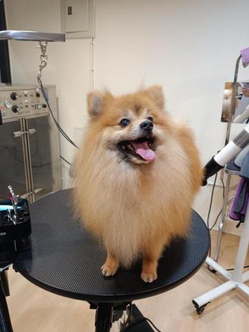 Yoshi pet salon - 爆毛的ken今天來除廢毛囉