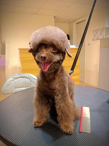 Yoshi pet salon - 可愛的羊造型