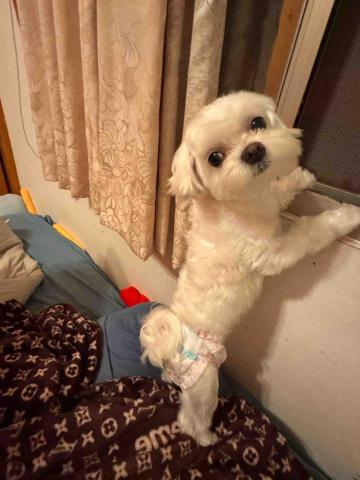 藝奇寵物住宿/安親 - 