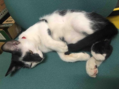 綺綺 - 受傷化膿自己找上門的奶牛貓