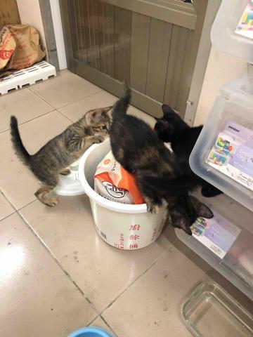 綺綺 - 調皮搗蛋的三小隻