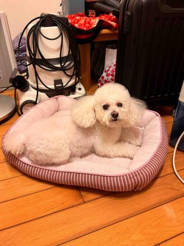 藝奇寵物住宿/安親 - 