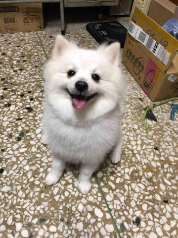 綺綺 - 寄養的狐狸犬白白