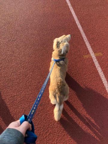 綺綺 - 代散步的臘腸