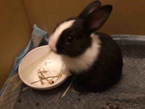 綺綺 - 自家的兔寶