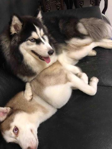 綺綺 - 自家的孩子跟寄養的寶貝