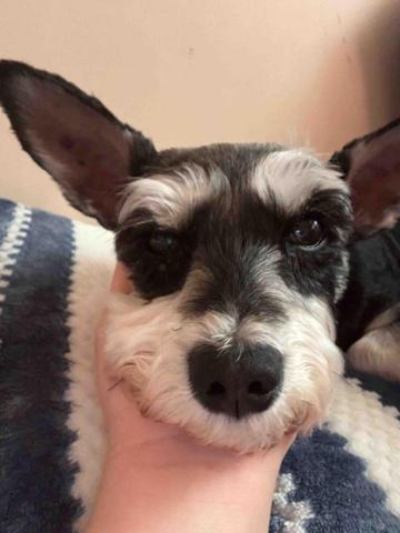 藝奇寵物住宿/安親 - 