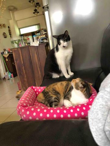 綺綺 - 自家的孩子們