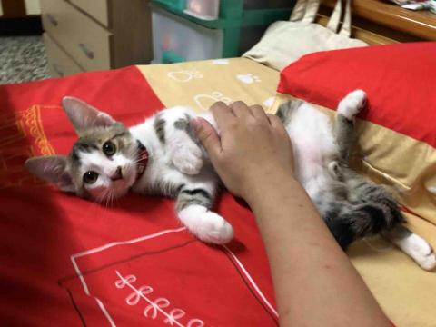 綺綺 - 寄養的孩子