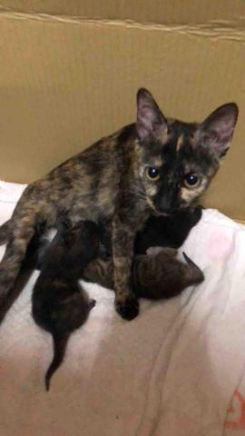 綺綺 - 流浪貓媽媽以及她順利生產的寶貝們