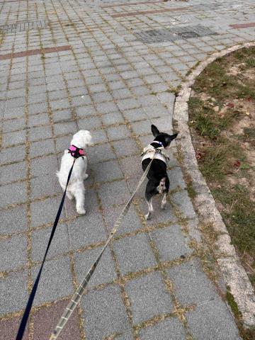 藝奇寵物住宿/安親 - 