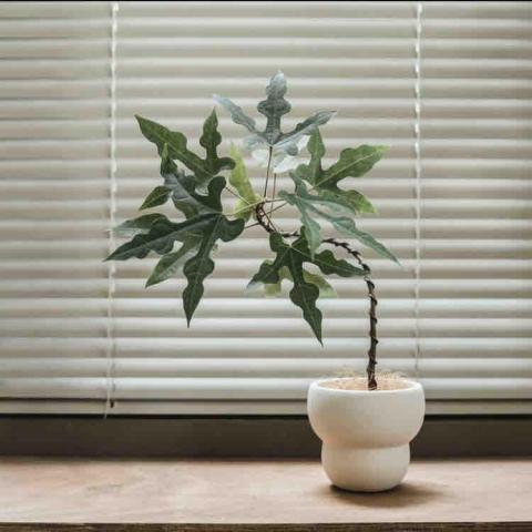 好心情植栽 - 家居選植 - 星花酒瓶樹