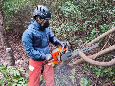 大乘菩提樹有限公司 - 樹木伐除