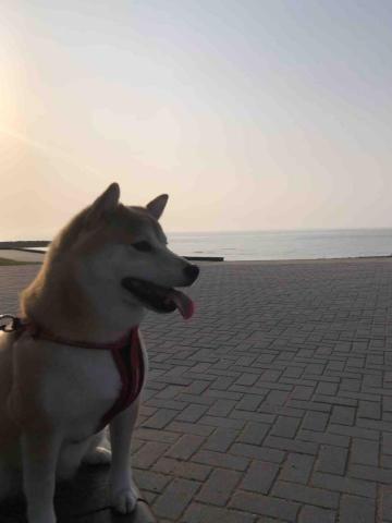 楊佳樺 - 海邊好玩