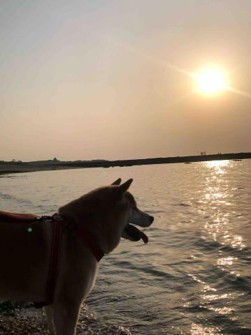 楊佳樺 - 海邊好玩～帶別人家的小狗出去玩