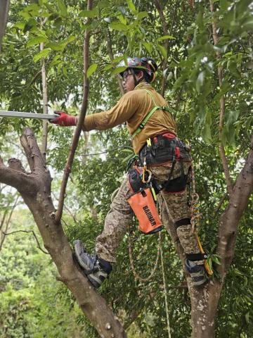 大乘菩提樹有限公司 - 攀爬修剪樹木