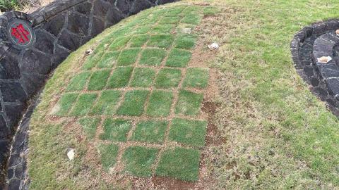 蝸牛園藝社 - 鋪臺北草草皮 蝸牛園藝社 - 鋪臺北草草皮