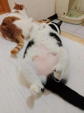 石頭 - 自家的兩隻十歲貓