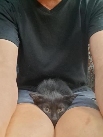 石頭 - 去年撿到後來送養的貓咪