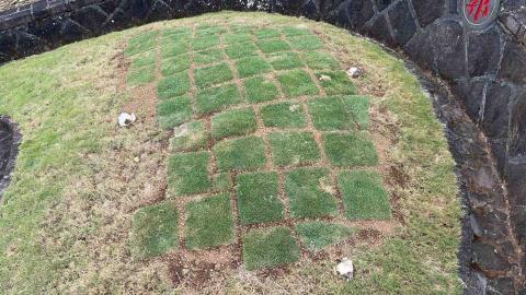 蝸牛園藝社 - 鋪臺北草草皮 蝸牛園藝社 - 鋪臺北草草皮