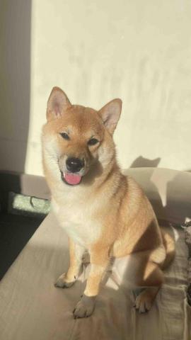 楊佳樺 - 自家快樂狗狗