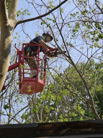 大乘菩提樹有限公司 - 吊車修剪樹木
