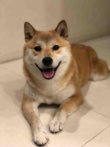 楊佳樺 - 顧別人家的小狗