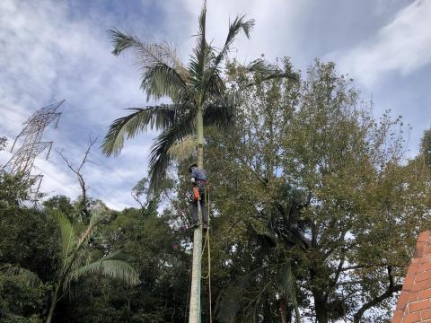 大乘菩提樹有限公司 - 攀爬修剪椰子樹