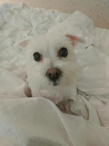 戴玲玲 - 12歲馬爾濟斯