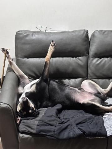 林佑樺 - 家裡的大寶貝