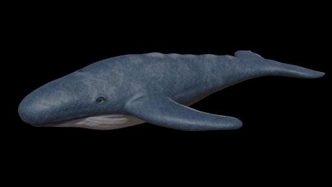 Paull Pau - 參考鯨魚製作的3D模型渲染圖
