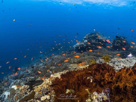唐鼎昂 - 水下生態拍攝後製