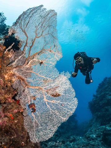 唐鼎昂 - 潛水員與珊瑚合影