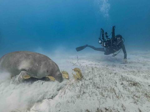唐鼎昂 - 科隆儒艮保護區進行水下拍攝