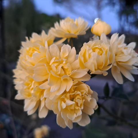 提供三重服務的專家高小姐