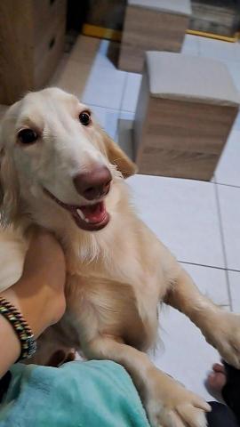 （有大露台）莯莯坊寵物保姆 - 