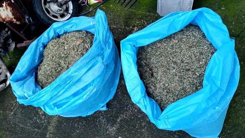 劉仲中 - 草莖移植