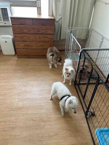 渝樺 - 自由活動