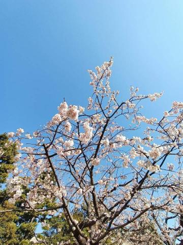 迷因先生Ledardar - 櫻花拍攝